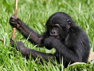 Baby of Bonobo sitting on the grass. Democratic Republic of Congo. Lola Ya BONOBO National Park. An...