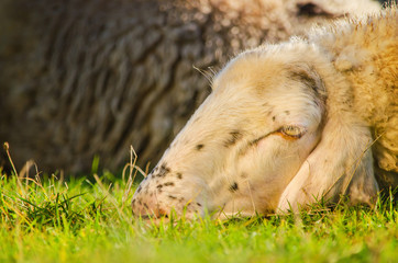 Naklejka na ściany i meble Head shot of sheep lying on the grass