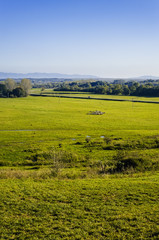 Fototapeta premium A huge pasture with herd of sheep - Landscape