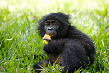Baby of Bonobo lying on the grass. Democratic Republic of Congo. Lola Ya BONOBO National Park. An excellent illustration.