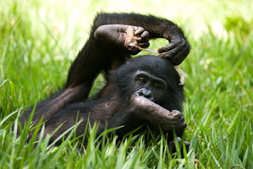 Baby of Bonobo lying on the grass. Democratic Republic of Congo. Lola Ya BONOBO National Park. An excellent illustration.