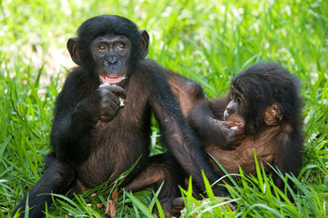 Two baby Bonobo sitting on the grass. Democratic Republic of Congo. Lola Ya BONOBO National Park. An excellent illustration.