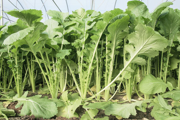 rapini