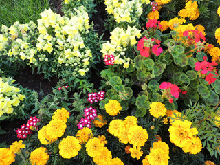 Blooming flower bed of marigolds, snapdragons and Pelargonium