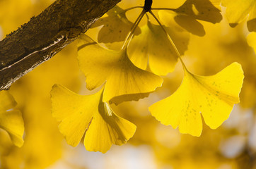 Yellow Ginko Biloba leaves on the branch