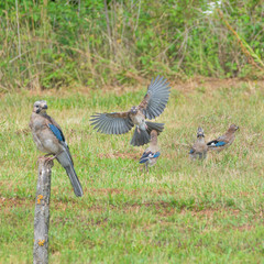 Eichelhäher-Familie