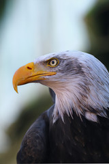 Portrait of a bald eagle (Haliaeetus leucocephalus)