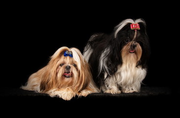 Shih-Tzu en studio sur fond noir