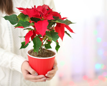 Woman holding pot with Christmas flower poinsettia, on light background