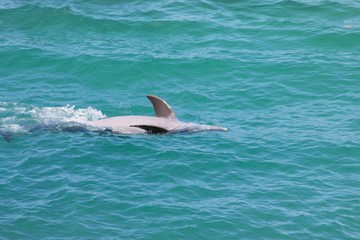 Obraz premium Dolphin/Swimming