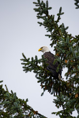 Wild Bald Eagle on the coast Haida Gwaii British Columbia Canada