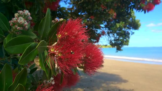 Pohutukawa red flowers blossom on the month of December over a sandy beach with a small fishing boat doubtless bay New Zealand.