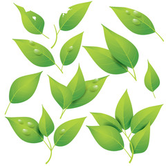 Fresh Green Leaves Design Element