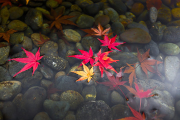 Red leaf in Fukuoka Japan - 99030864