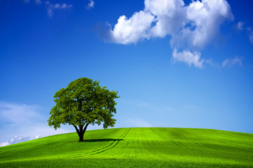 Fototapeta na wymiar Green nature landscape and blue sky