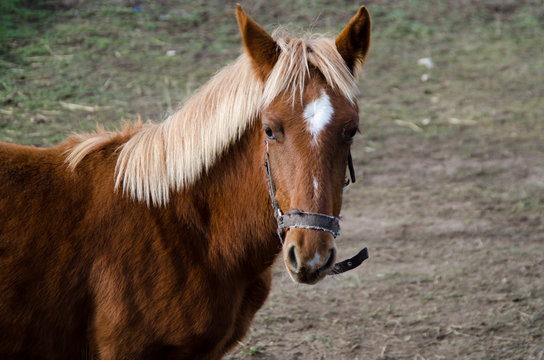 POTRA MARRON Y PELO RUBIO