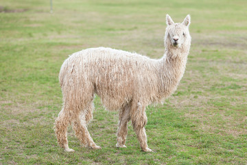 Obraz premium lamas in Andes,Mountains, Peru