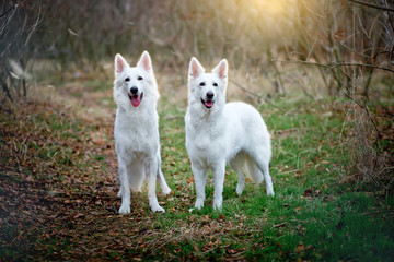 Two white Swiss sheepdogs are  walking in the wood. Female and male of a white Swiss shepherd dog