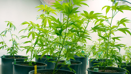 Marijuana Growing Indoors
