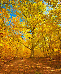 Fototapeta premium Nice autumnal scene in the forest