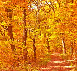 Nice autumnal scene in the forest