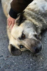 Homeless stray dog with different colored eyes. One eye is blue, other eye is brown. It is unique.
