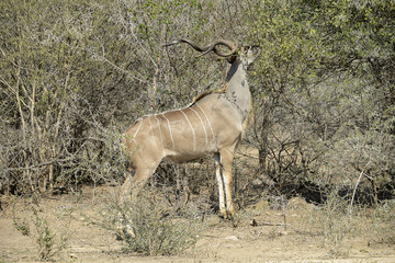 Kudu, Kruger National Park, South Africa
