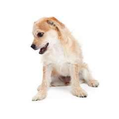 Cute Scruffy Terrier Dog Looking At Ground