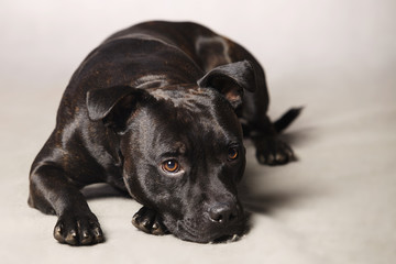 Staffordshire bull terrier laying on floor