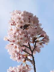 青空と染井吉野