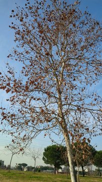 Albero con foglie gialle