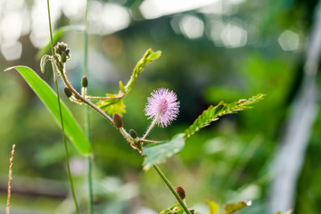 sensitive plant wild flower Mimosa pudica Linn.