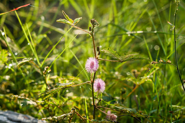 sensitive plant wild flower Mimosa pudica Linn.