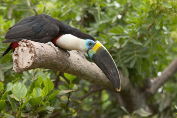 Toucan (Ramphastos Toco) sitting on tree branch in tropical fore