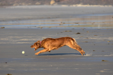 Irish Setter at full speed with open mouth attempting to catch a tennis ball