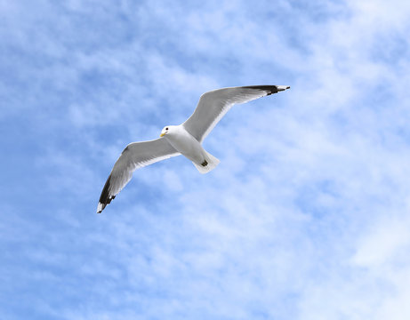 Mediterranean white seagull flying