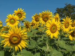 Sunflowers field