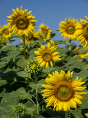 Obraz premium Sunflowers field