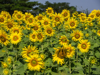 Sunflowers field