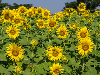 Sunflowers field