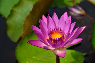 lotus nature color background garden water plant 