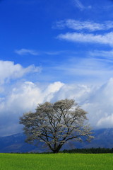 Obraz premium 雫石 一本桜