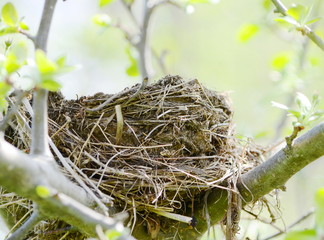 Bird nest