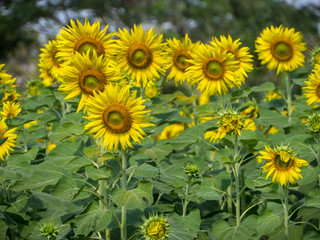Fototapeta premium Sunflowers field