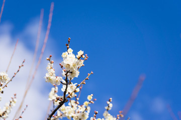青空に向かって咲く梅の花