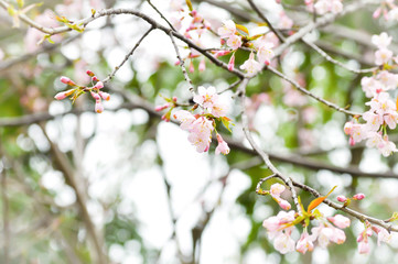 Wild Himalayan Cherry, Cherry,Sour cherry,Sakura or Cherry Bloss