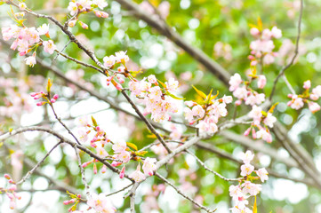 Wild Himalayan Cherry, Cherry,Sour cherry,Sakura or Cherry Bloss