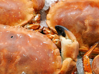 The close up of crab pincer of sea crab on ice at fish market.