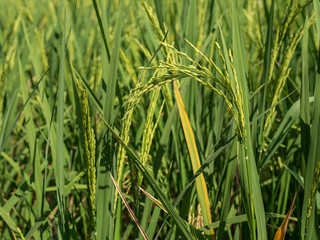 Spike in rice field