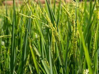 Spike in rice field